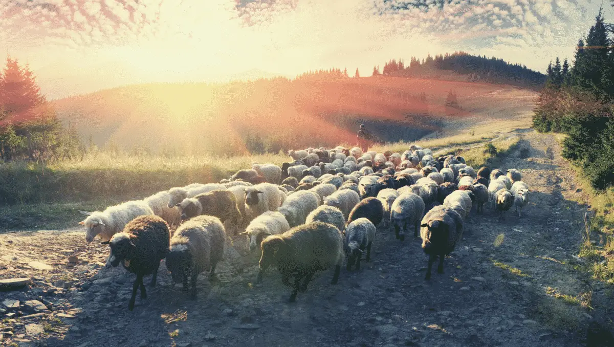 How To Let God Be Your Shepherd - Joy In His Grace